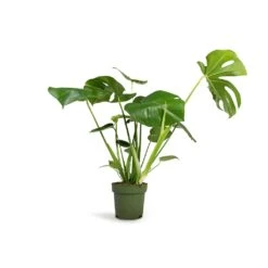 Monstera Deliciosa - Swiss Cheese Plant -HousePlants Shop Monstera deliciosa Swiss Cheese Plant 17x60cm