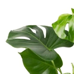 Monstera Deliciosa - Swiss Cheese Plant -HousePlants Shop Monstera deliciosa Swiss Cheese Plant 17x65cm 2