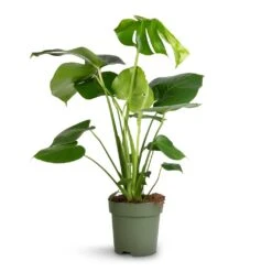 Monstera Deliciosa - Swiss Cheese Plant -HousePlants Shop Monstera deliciosa Swiss Cheese Plant 17x65cm