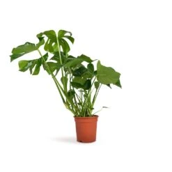 Monstera Deliciosa - Swiss Cheese Plant -HousePlants Shop Monstera deliciosa Swiss Cheese Plant 21x70cm