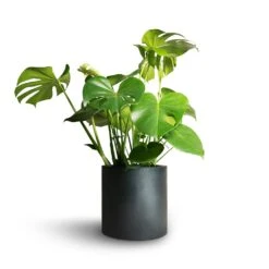 Puk Natural Planter - Matt Black -HousePlants Shop Monstera deliciosa Swiss Cheese Plant 21x70cm Puk Natural Planter Matt Black 25x25cm