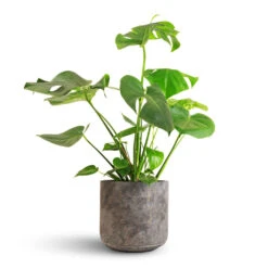 Monstera Deliciosa - Swiss Cheese Plant -HousePlants Shop Monstera deliciosa Swiss Cheese Plant 21x70cm Saar Plant Pot Earth Cement 26x25cm