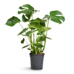 Monstera Deliciosa - Swiss Cheese Plant -HousePlants Shop Monstera deliciosa Swiss Cheese Plant 21x80cm 2