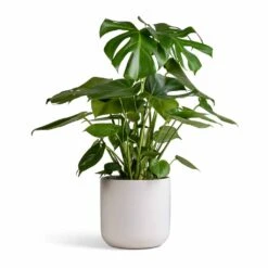Monstera Deliciosa - Swiss Cheese Plant -HousePlants Shop Monstera deliciosa Swiss Cheese Plant 21x80cm Lisbon Plant Pot White 24x24cm 003985f8 7835 44e5 8d30 2cf17d2facce