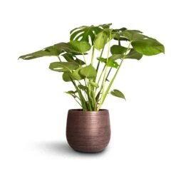 Monstera Deliciosa - Swiss Cheese Plant -HousePlants Shop Monstera deliciosa Swiss Cheese Plant 21x80cm Lydia Plant Pot Shiny Purple 26x26cm 30aae58f 4d6d 45e9 a0b4 108d0bd2cca8