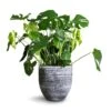 Monstera Deliciosa - Swiss Cheese Plant -HousePlants Shop Monstera deliciosa Swiss Cheese Plant 30x80cm Cas Plant Pot Anthracite 39x36cm