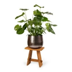 Monstera Deliciosa - Swiss Cheese Plant -HousePlants Shop Monstera deliciosa Swiss Cheese Plant 30x80cm Jenna Metal Plant Pots Set3 Lead 9154eb5d d5a4 43f1 a3a5 6238707d9c6d