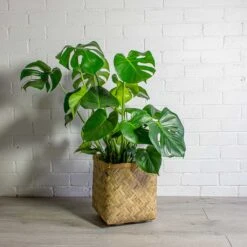 Monstera Deliciosa - Swiss Cheese Plant -HousePlants Shop Monstera deliciosa Swiss Cheese Plant Kobe Bamboo Planter