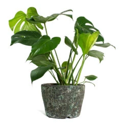 Monstera Deliciosa - Swiss Cheese Plant -HousePlants Shop Monstera deliciosa Swiss Cheese Plant Lava Couple Straight Relic Planter Jade e10d5cdf 9ed7 4c96 9da4 a09fccb68194