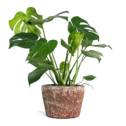 Monstera Deliciosa - Swiss Cheese Plant -HousePlants Shop Monstera deliciosa Swiss Cheese Plant Lava Couple Straight Relic Planter Pink 1c570f30 76d0 4e5f 8efc e6db177ddf6c