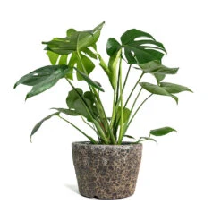 Monstera Deliciosa - Swiss Cheese Plant -HousePlants Shop Monstera deliciosa Swiss Cheese Plant Lava Couple Straight Relic Planter Rust d7609045 b386 403e 94f9 c4b9991748d3