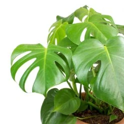 Monstera Deliciosa - Swiss Cheese Plant -HousePlants Shop Monstera deliciosa Swiss Cheese Plant Leaves
