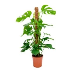 Monstera Deliciosa - Swiss Cheese Plant - Moss Pole -HousePlants Shop Monstera deliciosa Swiss Cheese Plant Moss Pole