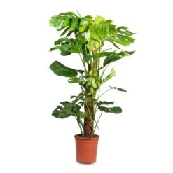Monstera Deliciosa - Swiss Cheese Plant - Moss Pole -HousePlants Shop Monstera deliciosa Swiss Cheese Plant Moss Pole 24x110cm