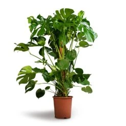 Monstera Deliciosa - Swiss Cheese Plant - Moss Pole -HousePlants Shop Monstera deliciosa Swiss Cheese Plant Moss Pole 27x120cm 1
