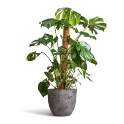 Monstera Deliciosa - Swiss Cheese Plant - Moss Pole -HousePlants Shop Monstera deliciosa Swiss Cheese Plant Moss Pole 27x120cm Bola Artstone Plant Pot Grey 38x33cm 2