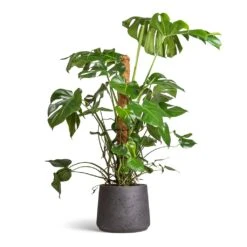 Monstera Deliciosa - Swiss Cheese Plant - Moss Pole -HousePlants Shop Monstera deliciosa Swiss Cheese Plant Moss Pole 27x120cm Patt Plant Pot Black Washed 34x29cm