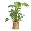 Monstera Deliciosa - Swiss Cheese Plant - Moss Pole 2 Monstera Deliciosa - Swiss Cheese Plant - Moss Pole -HousePlants Shop Monstera deliciosa Swiss Cheese Plant Moss Pole 27x120cm Zayn Bamboo Planter 31.5x33cm 2