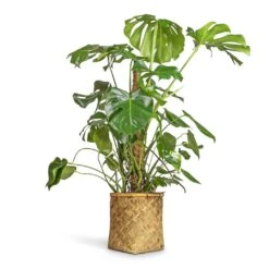 Zayn Bamboo Planter -HousePlants Shop Monstera deliciosa Swiss Cheese Plant Moss Pole 27x120cm Zayn Bamboo Planter 31.5x33cm 2 6aa9c1a4 6f08 459e adc3 1adbcb94801e