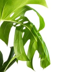 Monstera Deliciosa - Swiss Cheese Plant - Moss Pole -HousePlants Shop Monstera deliciosa Swiss Cheese Plant Moss Pole Swatch