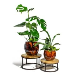 Kae Plant Pot - Cayenne -HousePlants Shop Monstera deliciosa Swiss Cheese Plant Platycerium bifurcatum Common Staghorn Fern kae cayenne plant pot lois stand