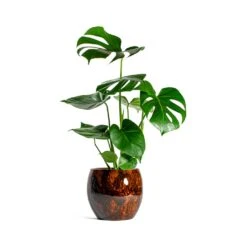 Monstera Deliciosa - Swiss Cheese Plant -HousePlants Shop Monstera deliciosa Swiss Cheese Plant kae cayenne plant pot