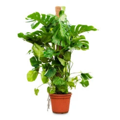 Monstera Deliciosa - Swiss Cheese Plant - Moss Pole -HousePlants Shop Monstera deliciosa moss pole 40x160cm