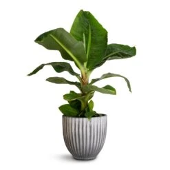 Musa Dwarf Cavendish - Banana Plant -HousePlants Shop Musa Dwarf Cavendish Banana Plant 17x50cm Lagos Plant Pot Anthracite 20x20cm