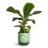 Musa Dwarf Cavendish - Banana Plant -HousePlants Shop Musa Dwarf Cavendish Banana Plant 17x50cm Ocean Glaze Plant Pot Emerald 18x18cm