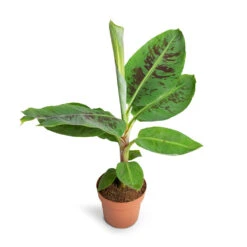 Musa Dwarf Cavendish - Banana Plant -HousePlants Shop Musa Dwarf Cavendish Banana Plant 17x60cm 2