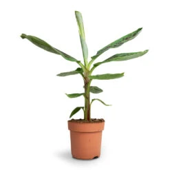 Musa Dwarf Cavendish - Banana Plant -HousePlants Shop Musa Dwarf Cavendish Banana Plant 17x60cm