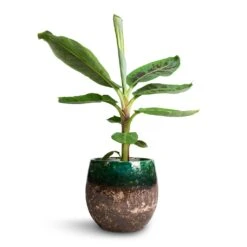 Musa Dwarf Cavendish - Banana Plant -HousePlants Shop Musa Dwarf Cavendish Banana Plant 17x60cm Lindy Plant Pot Black Green 23x20cm