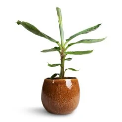 Musa Dwarf Cavendish - Banana Plant -HousePlants Shop Musa Dwarf Cavendish Banana Plant 17x60cm Mischa Plant Pot Caramel 24x22cm