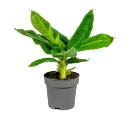 Musa Tropicana - Super Dwarf Cavendish Banana Plant