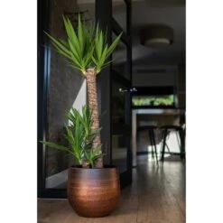 Mya Plant Pot - Shiny Mocha -HousePlants Shop Mya Plant Pot Shiny Mocha Yucca Houseplant