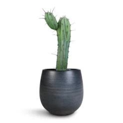 Esra Plant Pot - Graphite -HousePlants Shop Myrtillocactus Geometrizans Blue Myrtle Cactus Esra Plant Pot Graphite 22x20cm e6fdf94c 7b02 47c3 afef a8a84c024501