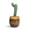 Myrtillocactus Geometrizans - Blue Myrtle Cactus -HousePlants Shop Myrtillocactus Geometrizans Blue Myrtle Cactus Lindy Plant Pot Ochre 23x20cm