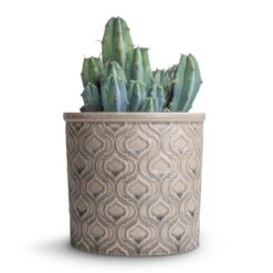 Myrtillocactus Geometrizans - Blue Myrtle Cactus 18 Myrtillocactus Geometrizans - Blue Myrtle Cactus -HousePlants Shop Myrtillocactus geometrizans Blue Myrtle Cactus 12x20cm Venetian Plant Pot Grey 16x14cm