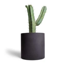 Puk Plant Pot - Black Washed -HousePlants Shop Myrtillocactus geometrizans Blue Myrtle Cactus 17x50cm Puk Plant Pot Black Washed 25x25cm 1559f7f3 af2f 4222 8eaa 521daa724c38