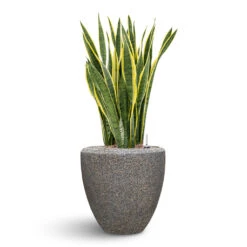 Naturescast Couple Planter - Grey 11 Naturescast Couple Planter - Grey -HousePlants Shop Naturescast Couple Planter Grey Sanseveria