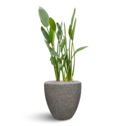 Naturescast Couple Planter - Grey 12 Naturescast Couple Planter - Grey -HousePlants Shop Naturescast Couple Planter Grey Stelitzia