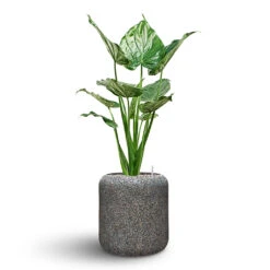 Naturescast Cylinder Planter - Grey -HousePlants Shop Naturescast Cylinder Planter Alocasia