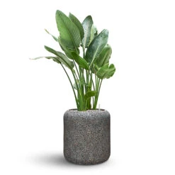 Naturescast Cylinder Planter - Grey -HousePlants Shop Naturescast Cylinder Planter Strelitzia