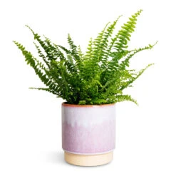 Copenhagen Plant Pot - Pink 14 Copenhagen Plant Pot - Pink -HousePlants Shop Nephrolepis exaltata Bostoniensis Boston Fern 12x30cm Copenhagen Plant Pot Pink 15.5x16cm