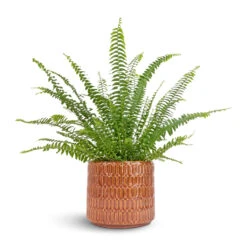 Nephrolepis Exaltata Bostoniensis - Boston Fern -HousePlants Shop Nephrolepis exaltata Bostoniensis Boston Fern 12x30cm Flor Plant Pot Orange 17x15cm