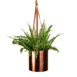 Nephrolepis Exaltata Bostoniensis - Boston Fern -HousePlants Shop Nephrolepis exaltata Bostoniensis Boston Fern 12x30cm Floro Hanging Plant Pot Copper 15x15cm 094f911e fd2a 4f09 865b c99959fc1f2f
