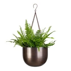 Mayfair Hanging Plant Pot - Mocha -HousePlants Shop Nephrolepis exaltata Bostoniensis Boston Fern 12x30cm Mayfair Hanging Plant Pot Mocha 21x16cm