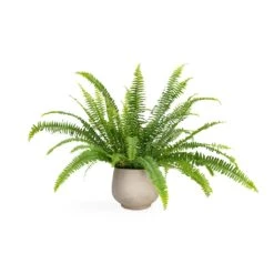 Mini Pixie Plant Pot - Grey Washed -HousePlants Shop Nephrolepis exaltata Bostoniensis Boston Fern 12x30cm Mini Pixie Plant Pot Grey Washed 18x15cm 217724f0 fc08 40a8 8e79 9f7a90ab5f06