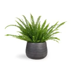 Nephrolepis Exaltata Bostoniensis - Boston Fern -HousePlants Shop Nephrolepis exaltata Bostoniensis Boston Fern 17x40cm Angle Darcy Plant Pot Anthracite 34.5x24cm b31a6d94 7ed6 449d 955f 00135db4be5d