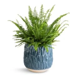 Arles Leaf Plant Pot - Teal -HousePlants Shop Nephrolepis exaltata Bostoniensis Boston Fern 17x40cm Arles Leaf Plant Pot Teal 20x20cm c137f658 7c92 40a9 88fa 8bfe780a3bd3